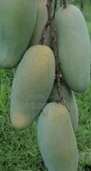 Banana Mango Seedlings