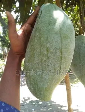 Thailand Mango Seedlings