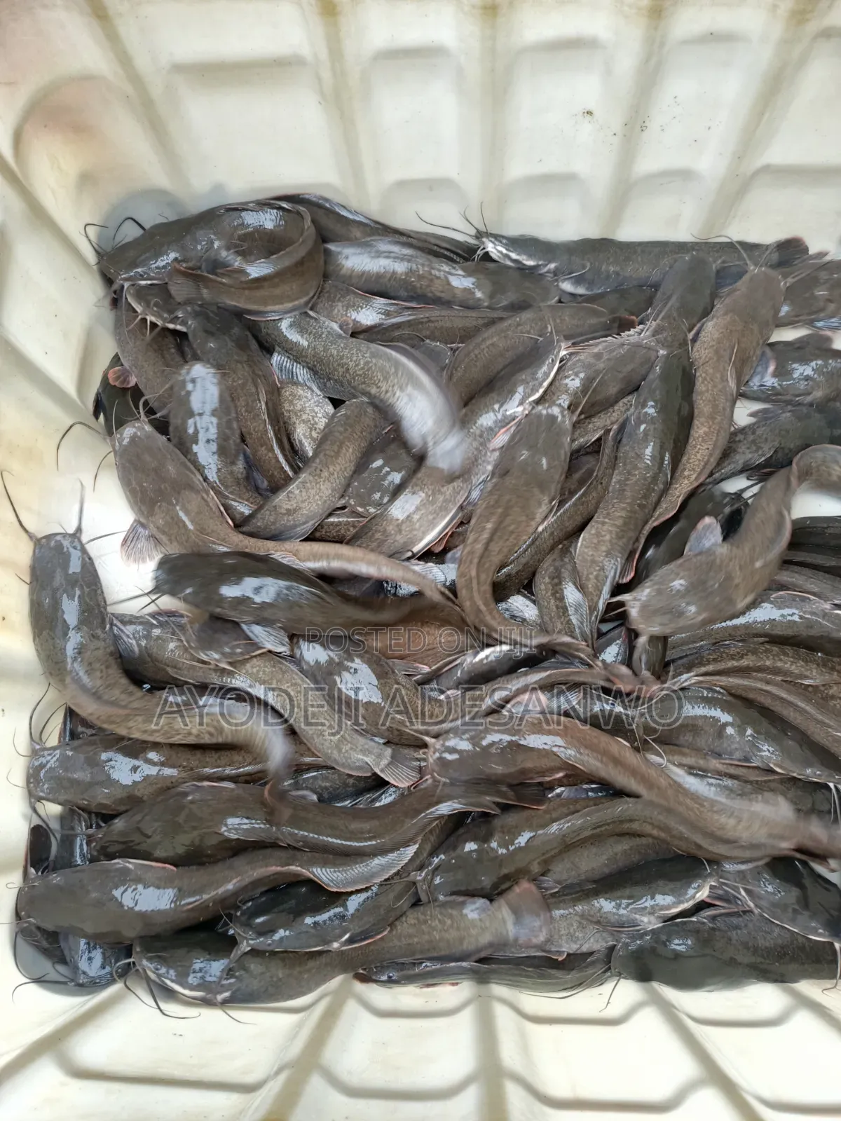 Live Catfish