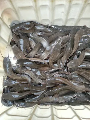 Live Catfish