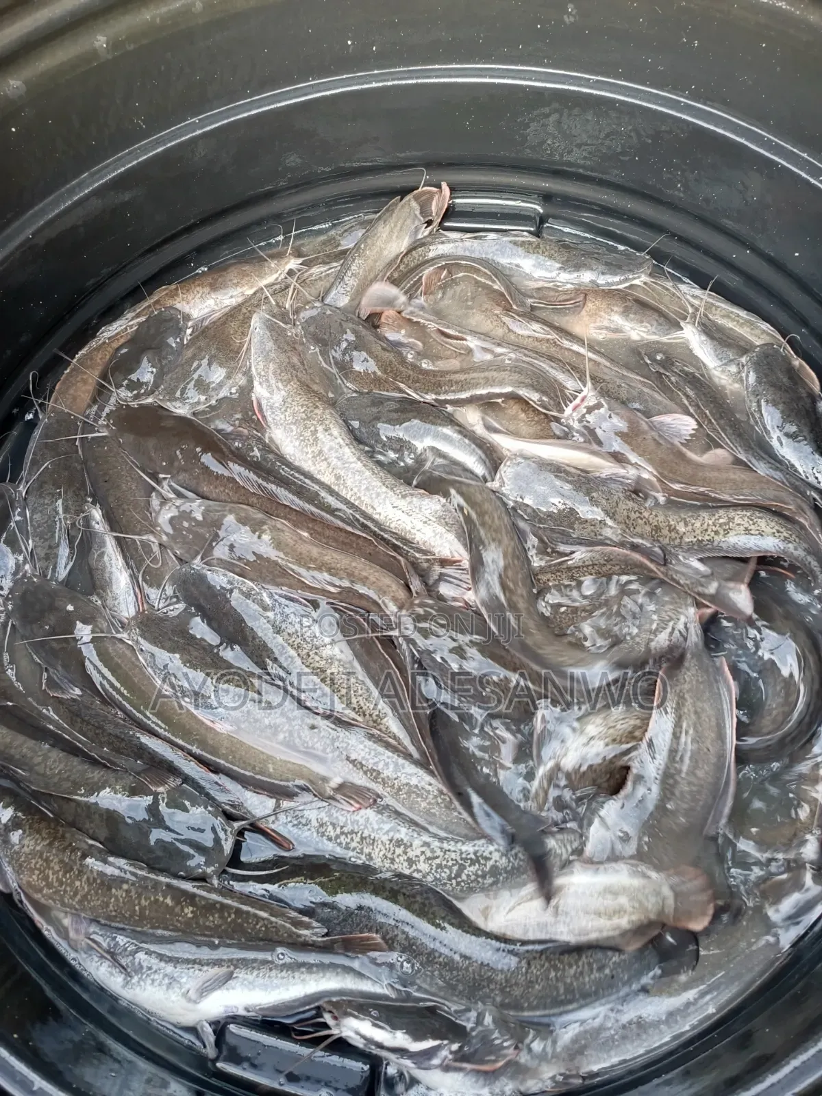 Live Catfish
