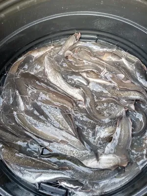 Live Catfish