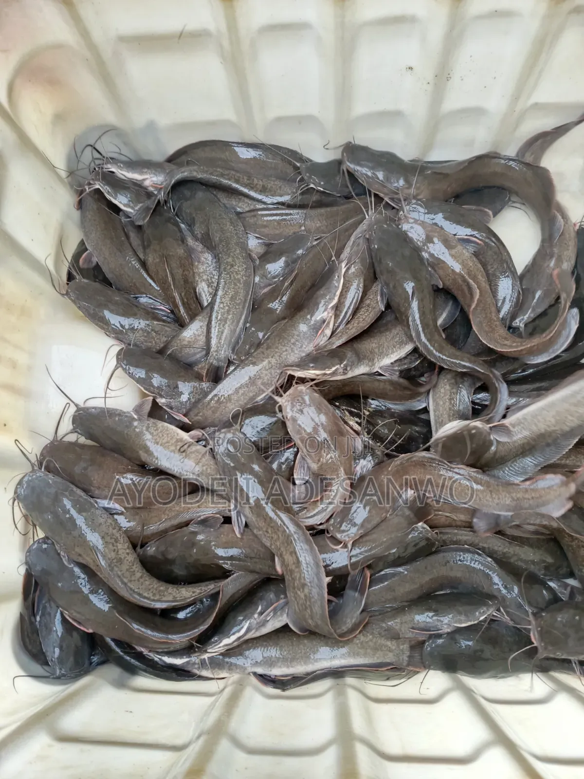 Live Catfish
