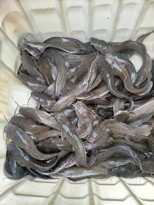 Live Catfish