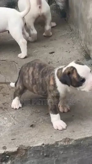1-3 months Female Purebred American Pit Bull Terrier