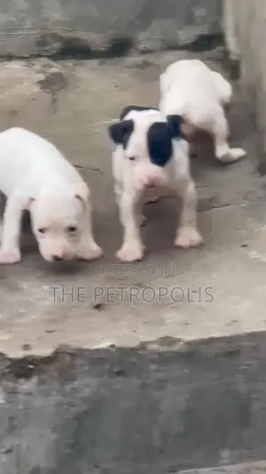1-3 months Male Purebred American Pit Bull Terrier