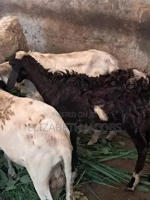 Rams Available for Sale