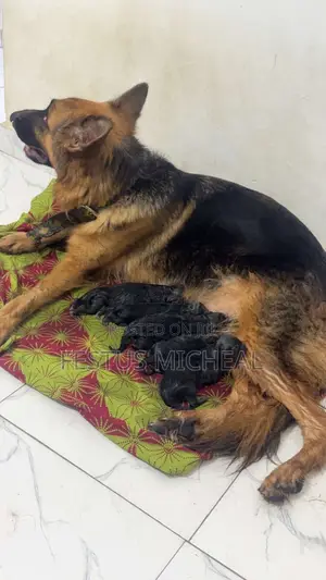 0-1 month Female Purebred German Shepherd