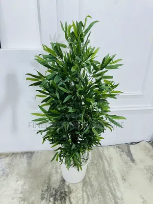 Willow Floor Plant