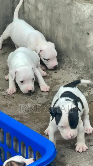 1-3 months Male Purebred American Pit Bull Terrier