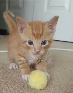 1-3 months Male Purebred American Shorthair