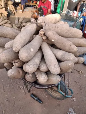 Benue Yam Tubers, Yam Seedlings