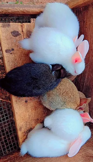 Weaners Rabbit 4000