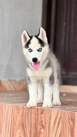 1-3 months Female Purebred Siberian Husky