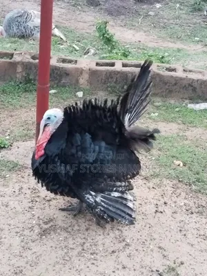 Joyous Local Turkey at 1 Year for Sale