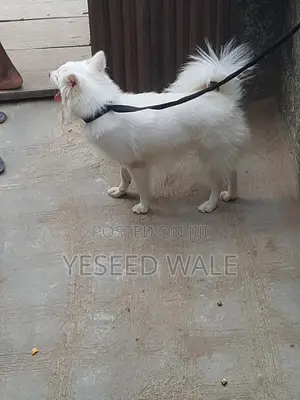 6-12 months Female Purebred American Eskimo