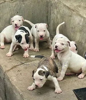 1-3 months Female Purebred American Pit Bull Terrier