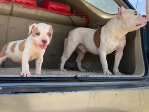 1-3 months Female Purebred American Bully