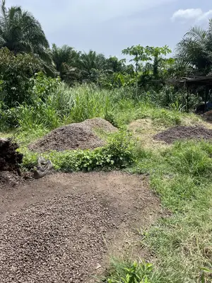 Existing of Oil Palm Farm for Sale at Akanran Ibadan