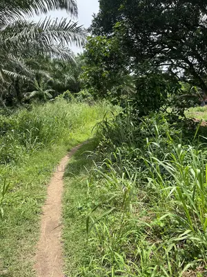 3000 Acres of Land for Sale at Ijebu Igbo Ogun State