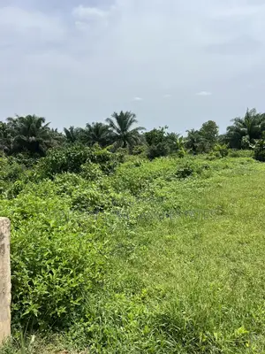 300 Acres of Cocoa Land Available for Sale at Ikoyi Osun State