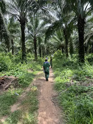 300 Acres of Cocoa Land Available for Sale at Ikoyi Osun State