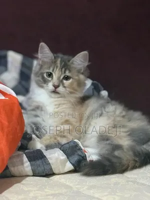1-3 months Female Purebred Turkish Angora