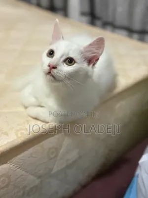 1-3 months Male Purebred Turkish Angora