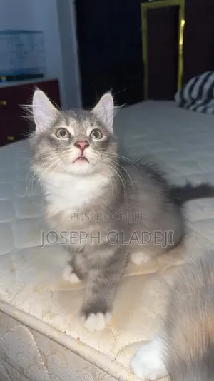 1-3 months Female Purebred Turkish Angora