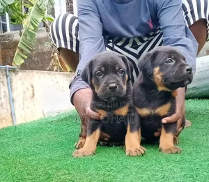 1-3 months Male Purebred Rottweiler