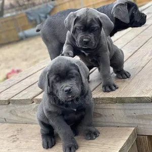 1-3 months Male Purebred Cane Corso