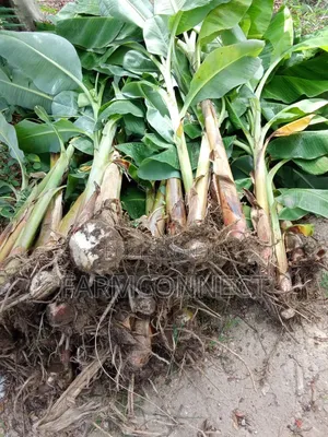 Giant Cameroon Hybrid Plantain Suckers