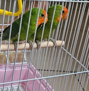 Colorful Lovebirds Parrots