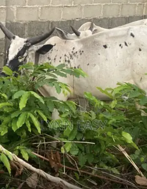 Fat Healthy Cow for Sale – Ready for Party– ₦599000 Negotiable