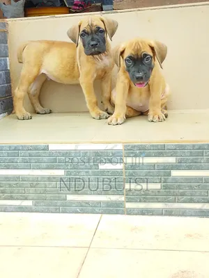 1-3 months Female Purebred Boerboel