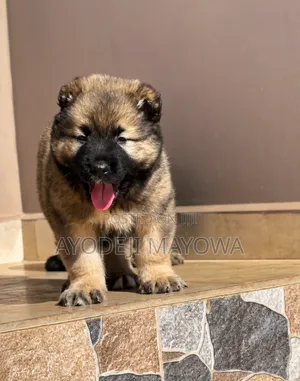 1-3 months Female Purebred Caucasian Shepherd