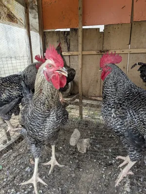 Plymouth Big Cockerel
