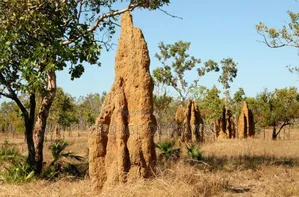 Termites Permanent Treatment
