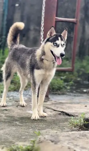 6-12 months Female Purebred Siberian Husky