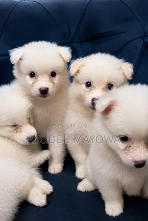 1-3 months Female Purebred American Eskimo