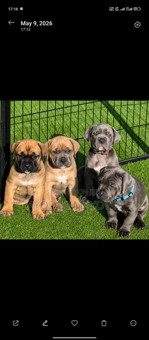 1-3 months Female Purebred Boerboel