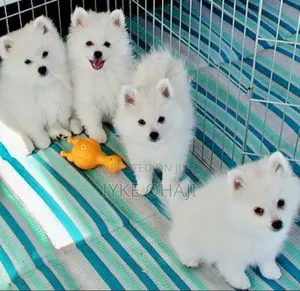 1-3 months Female Purebred American Eskimo