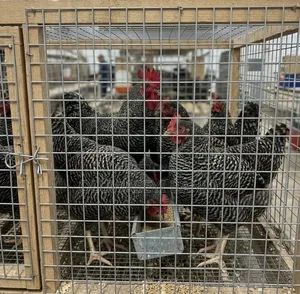 Live Plymouth Chicken