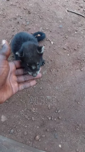 Wild Animals