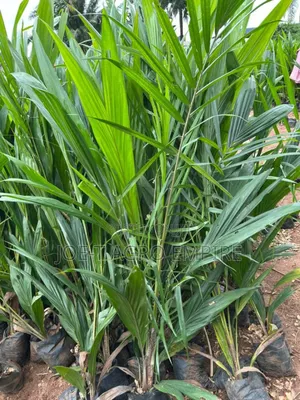 Malaysia Supergene Oil Palm