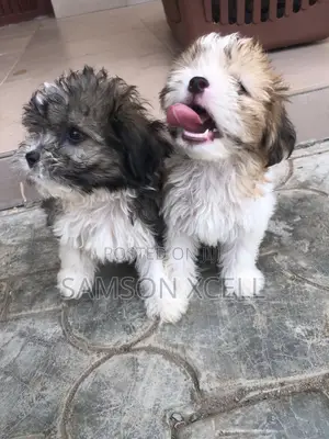 1-3 months Female Purebred Lhasa Apso