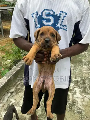 1-3 months Female Purebred Boerboel