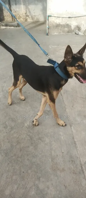 1+ year Male Purebred German Shepherd