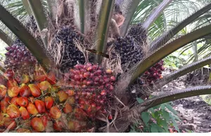 Farm Land for Sale