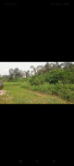 Swamp Land